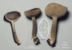 Helvellaceae
