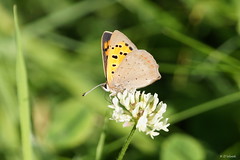 Butterflies - Brittany
