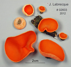 Pyrenomataceae