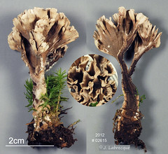 Thelephoraceae