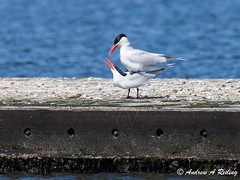terns and skimmers