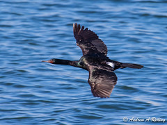 cormorants, anhinga