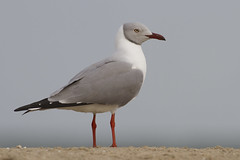 Gråhodemåke (Grey-headed Gull)