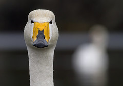 Sangsvane (Whooper Swan)