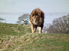Yorkshire Wildlife Park 2013