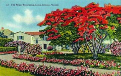 Vintage Miami Florida Postcard Collection
