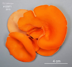Pyronemataceae