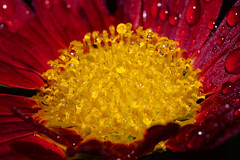 Waterdrops & chrysanthemum (2021 v2)