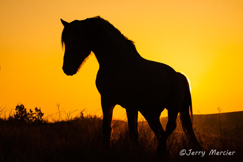_MG_0650 - Sunrise stallion.