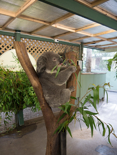 Koala eating bamboo shoots