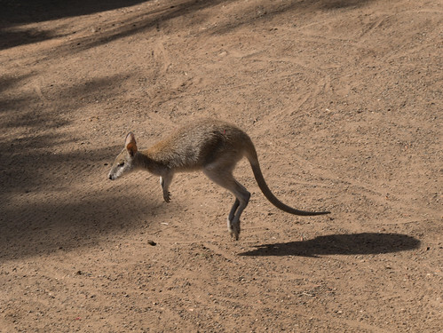 Kangaroo at Wildlife park