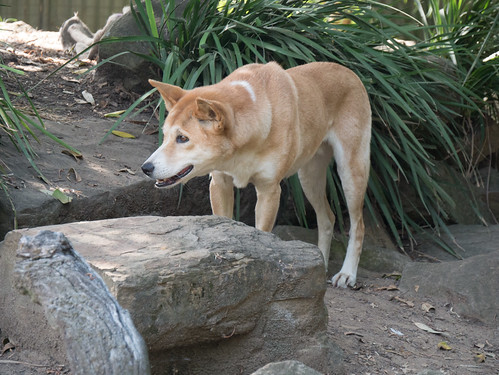 Dingo, wildlife park