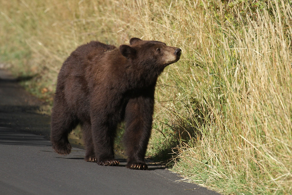 Giant Black Bears in North Central Alberta