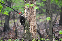 Pileated woodpecker, Staten Island Greenbelt