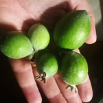 Feijoa harvest this year was tiny