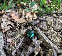 Copain de balade 🐜 #beetle  #animals #animal #cute #instagood #animales #cute #love #nature #animallovers #leaf - Photo of Villeneuve-lès-Lavaur