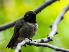 Black-Chinned Hummingbird (Archilochus alexandri)