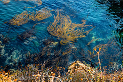 Kelp on the change of the Tide