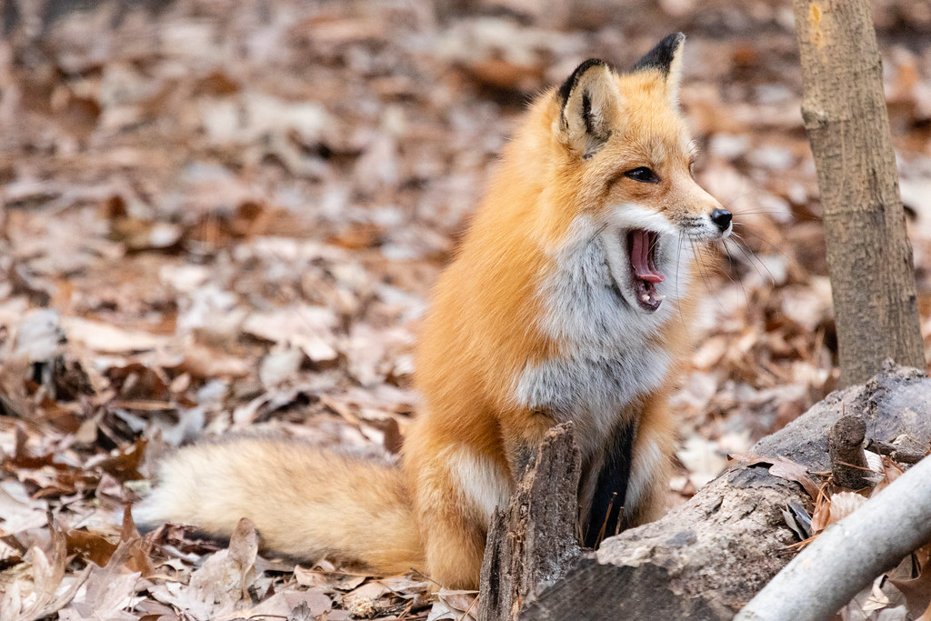 what animal family does a fox belong to