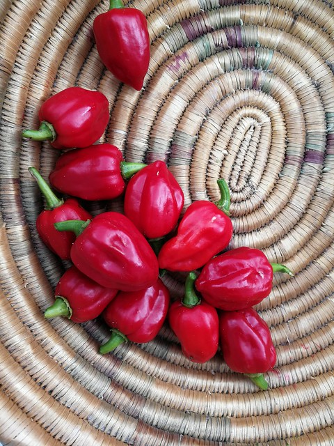 Image of habanero pepper