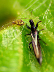 Tube-tailed Thrips & Springtail