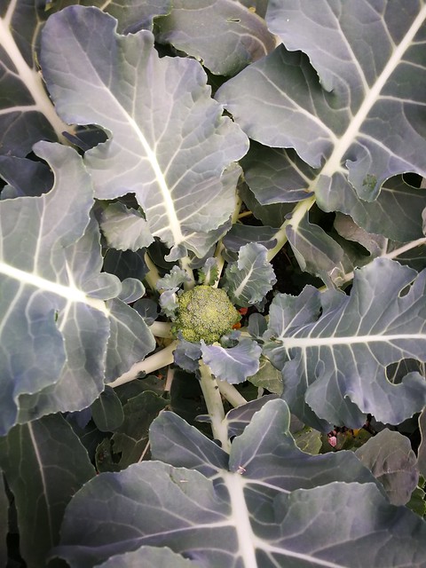 Image of broccoli by shiny