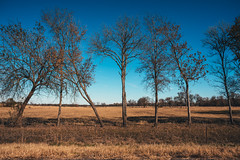 Farmstead Trees