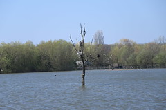 Nests on a dead tree - Photo of Lostroff