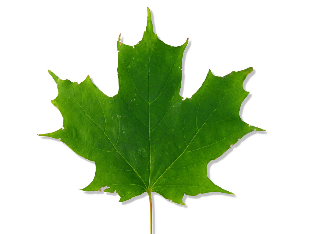 sugar maple tree leaf