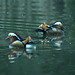 Mandarin ducks