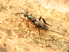 Eupelmid Wasp