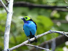 Blue Breasted Bird