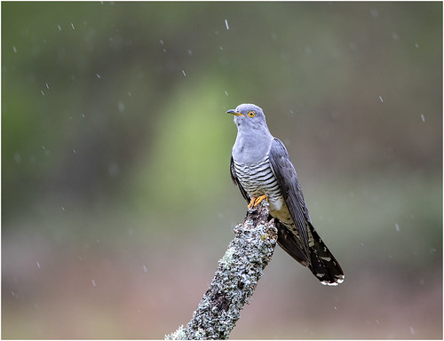 Cuckoo in the rain