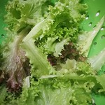 frilly lettuce