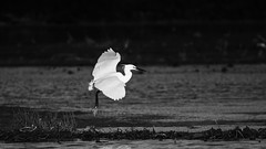 Little egret - Photo of Pinet