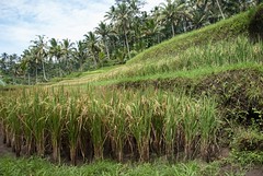 Tarasy ryżowe obok Gunung Kawi