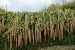 Balijska odmiana ryżu