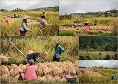 Tarasy ryżowe w okolicy Jatiluwih 