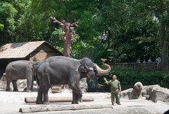 Zoo - pokaz Słonie przy pracy
