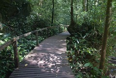 Wiekszosc tras w dżungli prowadzi po drewnianych kładkach