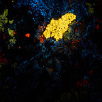 Lichens: UVA-induced autofluorescence