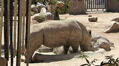60419-39, White Hippo