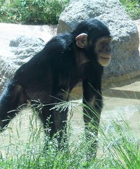 60419-43, Young Chimp