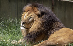 Smithsonian National Zoo 21 May 2019  (1142) African Lion