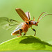 Rusty Leaf Beetle - Syneta ferruginea (Chrysomelidae, Eumoplinae, Synetini) 119z-6099496