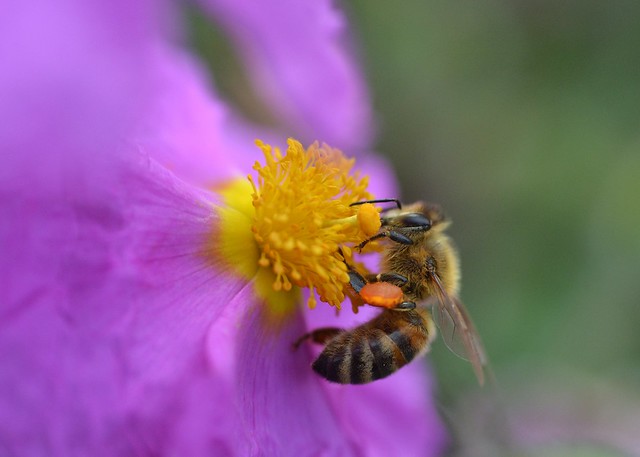 Photo：honey bee on Cistus × lenis 'Grayswood Pink' further picture By conall..