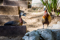 Los Angeles Zoo - White-faced whistling duck