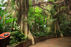 Océanopolis, pavillon tropical