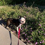 by bartlewife - Princess Peach explores the small outdoors - great outdoors exploration will commence soon! #bostonterrier #bostonsofinstagram