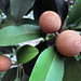 Chikoo Fruits